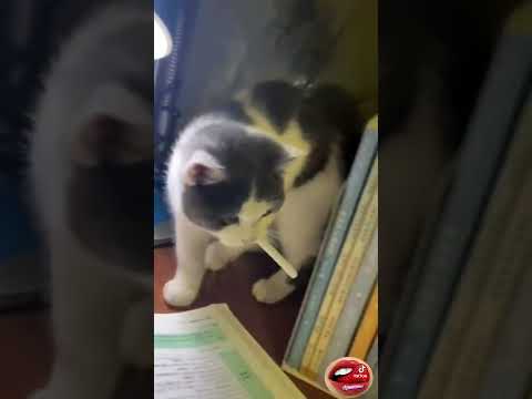 Курящий кот - горе в семье 😀 Приколы с котами #shorts