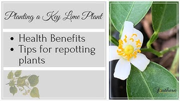 Planting a New Key Lime Plant|Health Benefits of Lime|Tips on Repotting Plants