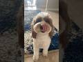 Tag me so I can see what your dogs reaction is! 🐶 #shorts #fypシ゚viral #trending #foryou