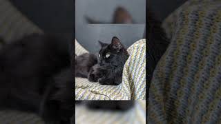 Toby's Cat Chair by Our Super Adventure