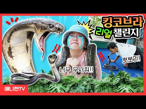 😱 <strong>독사</strong> 중의 <strong>독사</strong> 킹코브라 체험기 [애니한TV]