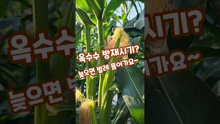 옥수수재배 방재시기? 옥수수 수염나오면 괴산젊은농부 #shorts