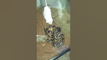 pastel ball python vs mouse