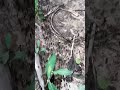 Queen Ant Leads Her Colony #8 #ants #antcolony #queenant #nature