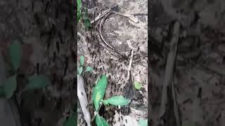 Queen Ant Leads Her Colony #8 #ants #antcolony #queenant #nature