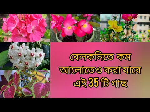 ভিডিও: লিলির কি পূর্ণ রোদ দরকার?