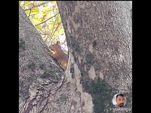 Kalk gönül gidelim bizim ellere