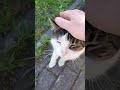 #katzen