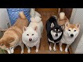 さんぽだよ！