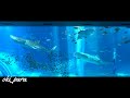 【沖縄】美ら海水族館 黒潮の海 水槽/Okinawa Churaumi Aquarium okipara Relaxation  3 Hours 4K