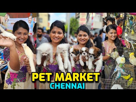 Chennai Pet Market Exotics Vera Mari