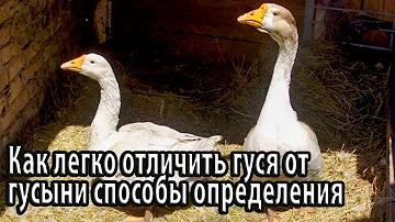 Как легко отличить гуся от гусыни способы определения пола