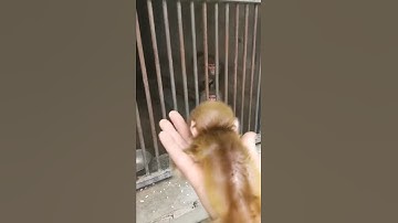 Why is this mother angry? #monkey #shorts