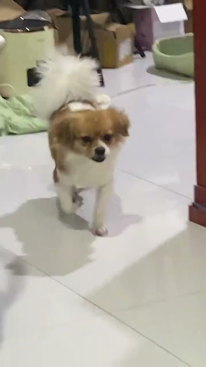 Full Video below👇  #feed #shorts #doglover #puppy #love #pets #kokoni #bestfeed #cutedog