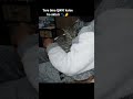 #meowandmore #viral My boy 🌼😽😽