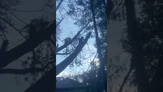 Trees removal! #cranes #work #danger #climbers #falling #lifting #yyj #shorts #viral #reels #funny