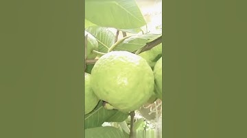 How to Air Layering Guava Tree || Growing Guava from Cutting ||  New techniques and Easiest Method