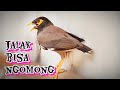 Jalak Nias Bisa Ucap Salam Mp3 - Mp4 Download