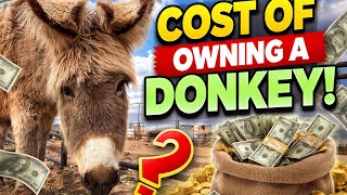 “How Much Does It REALLY Cost to Own a Donkey? 🫏💸