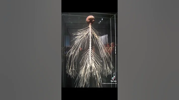 How you think the nervous system is😳 #shorts - DayDayNews