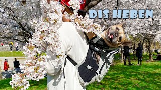 Day In The Life of My French Bulldogs | Finding Cherry Blossom Heaven