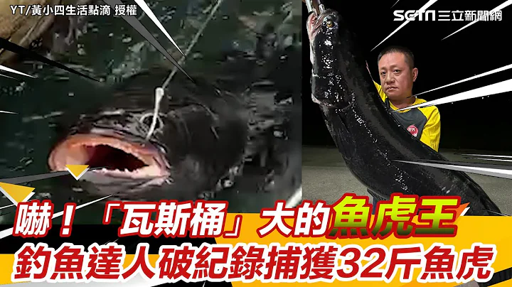 吓！“瓦斯桶”大的鱼虎王　钓鱼达人破纪录捕获32斤鱼虎｜@setn - 天天要闻