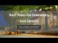 Best Trees for Sidewalks and Streets