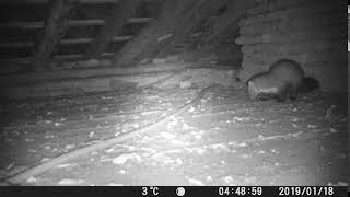 Loft Visitor - Polecat Putois