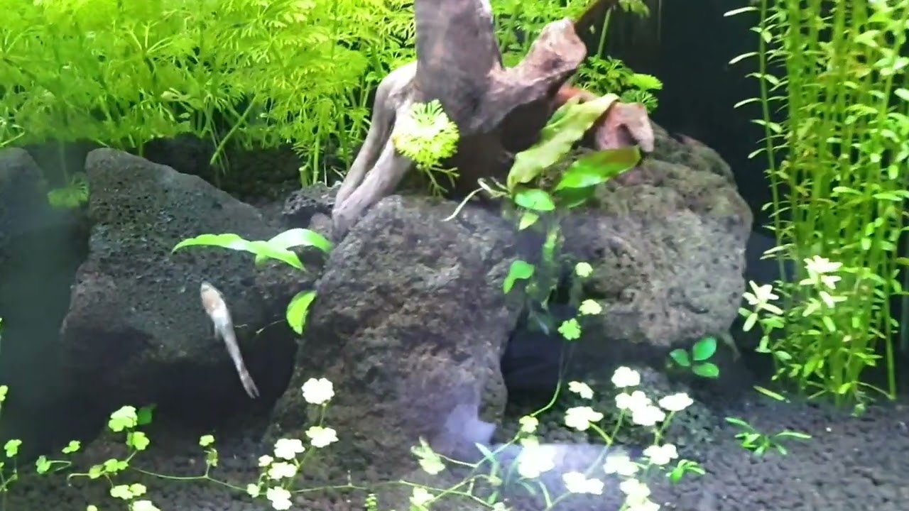 Dennerle nano tank 30l