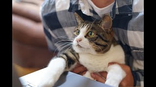 How to Choose the Right Kitten for You: Your Ultimate Guide