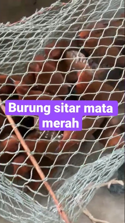 Burung sitar mata merah dpt byk#burungsitar#sitarmatamerah#shortvideo#burungruakruak#ayamhutan