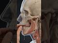“क्या Chocolate सच में Skin Glow बढ़ाती है…? 😱” #chocolate #youtubeshorts #anatomy #facts