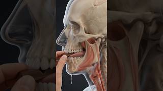 “क्या Chocolate सच में Skin Glow बढ़ाती है…? 😱” #chocolate #youtubeshorts #anatomy #facts