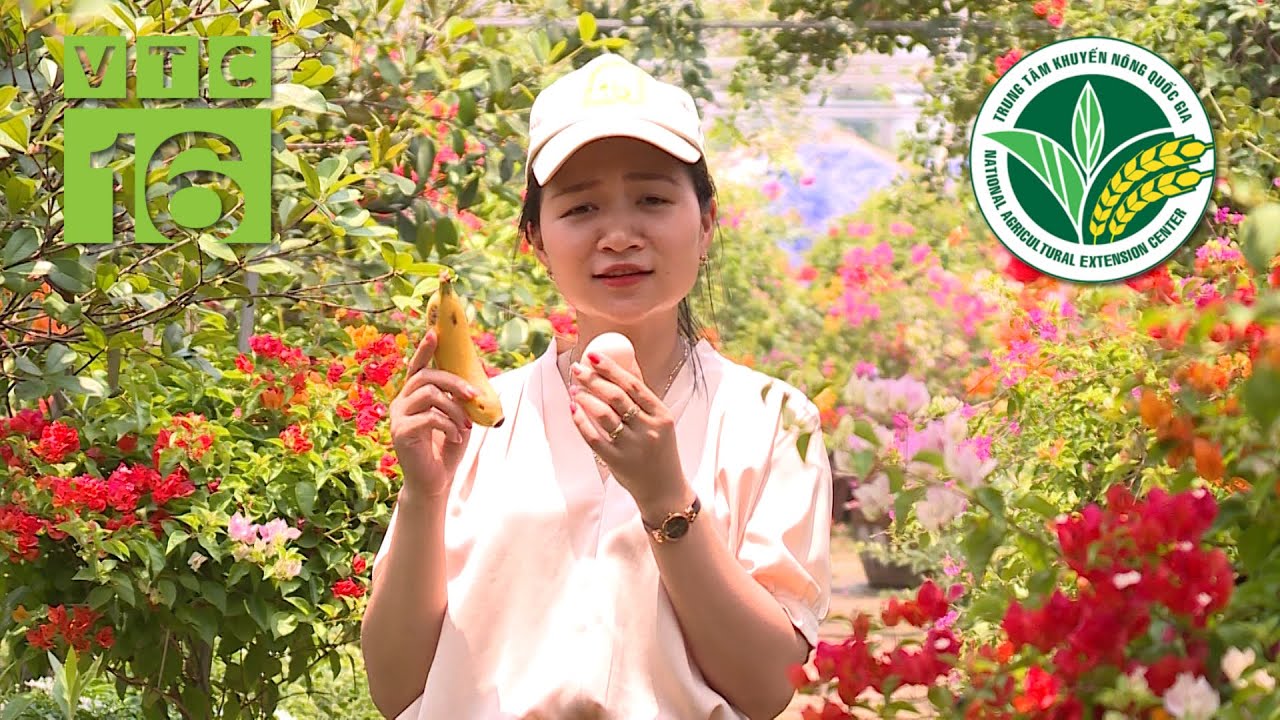 Chuyện thật như đùa: Bón chuối, trứng gà cho hoa | VTC16