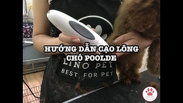 Hướng dẫn cạo lông chân chó Poodle - Lino Pet