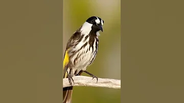 زقزقة العصافير 