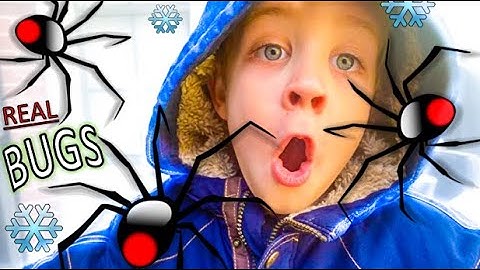 BUG HUNT for REAL BUGS!! PRAYING MANTIS, Spiders, SLUG, Roly Polys, MAGGOTS and more for KIDS!!