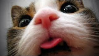 Funny Cat Videos (30+ Minutes)