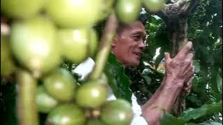 The clone character of BONGKOK, the KENDAL patean plososari, never ZONK