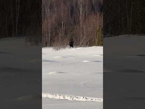 Наслаждаемся моментом😂😅🫎🌲 #сибирь