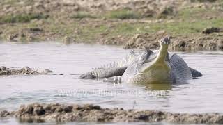 Gharials of the Chambal basking in the sun