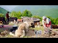 Vie quotidienne des nomades iraniens et fabrication de fromage biologique  partir de lait 