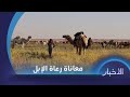 رعاة الإبل في ريف دير الزور يشكون انتشار الألغام في المنطقة رعاة الإبل في ريف دير الزور يشكون انتشار الألغام في المنطقة