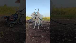 terabandi race||ತೆರಬಂಡಿ ಹುಲಿ ನರಲಿ..??youtube terabandirace karnataka bull