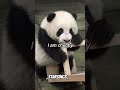 Why i am a panda  aestheticyoutubeshortsviraltrendingshortsfyppopulargoviralyoutubeforyou