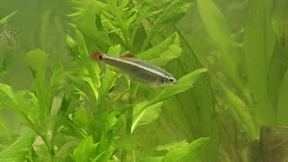 How To Breed White Cloud Mountain Minnows Simple! Part 1