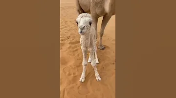 ناقة تحضن ولدها 