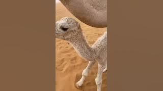 ناقة تحضن ولدها