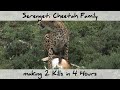 Cheetah Mum with Cubs - 2 Kills within 4 Hours