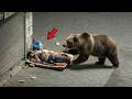 Terrifying Bear Encounters Caught on Camera | Real Wild Moments